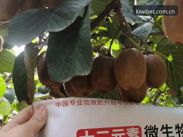 奇异果买球新版下载推荐 资深用户亲测:奇异果买球新版下载推荐,2026赛季开局必备神器